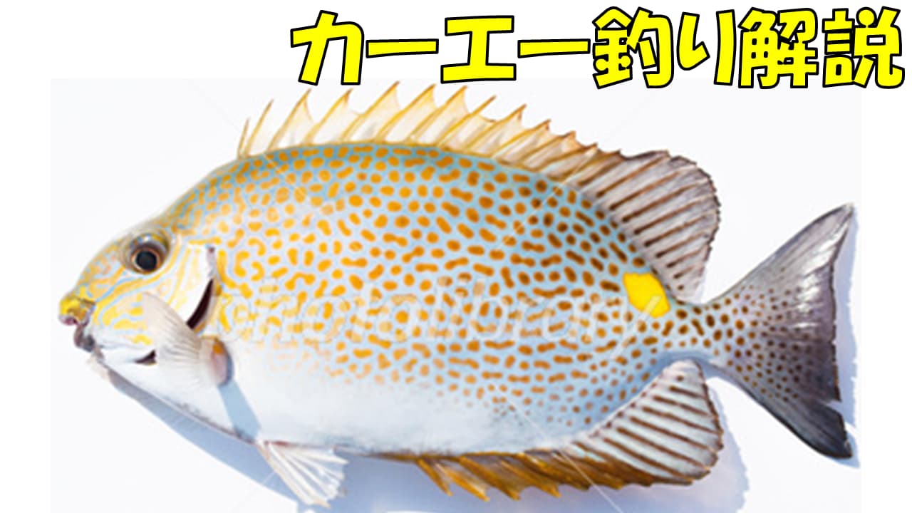 沖縄で人気の魚 カーエーの釣り方や仕掛けについて解説 沖縄釣り好き全員集合