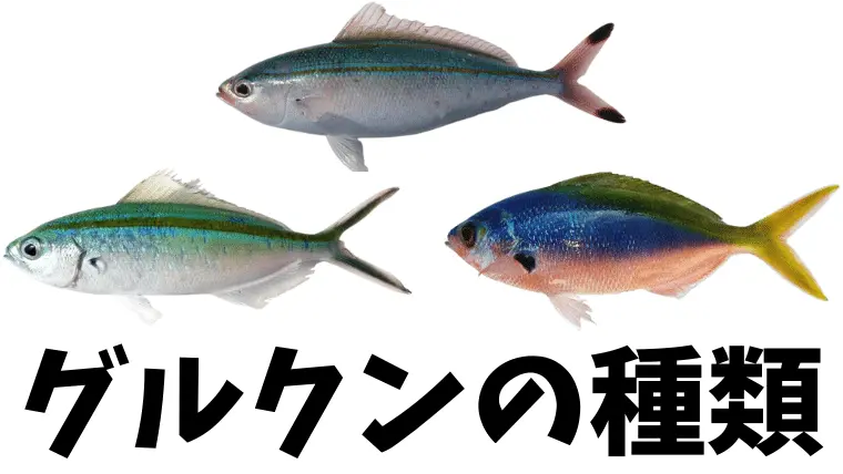 【サムネ】沖縄県魚 グルクンの種類を解説！