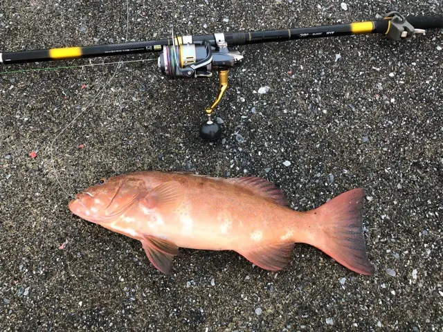 ガーラモンスターはクエ釣りにもオススメ！実釣で70cmオーバーのアーラ  