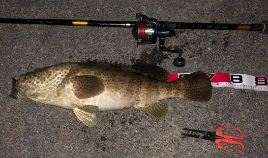 ガーラモンスターはクエ釣りにもオススメ！実釣で70cmオーバーのアーラ  