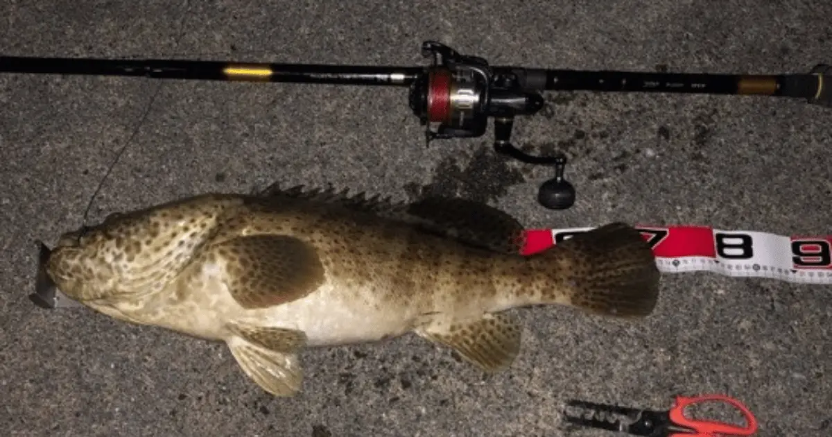 ガーラモンスターはクエ釣りにもオススメ！実釣で70cmオーバーのアーラ  