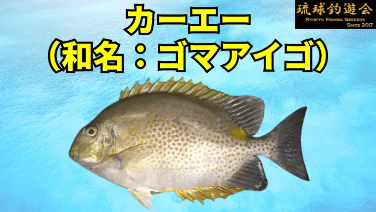 カーエー釣りにおすすめの竿を紹介！