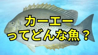 【サムネ】沖縄のカーエーってどんな魚？カーエーについて説明！